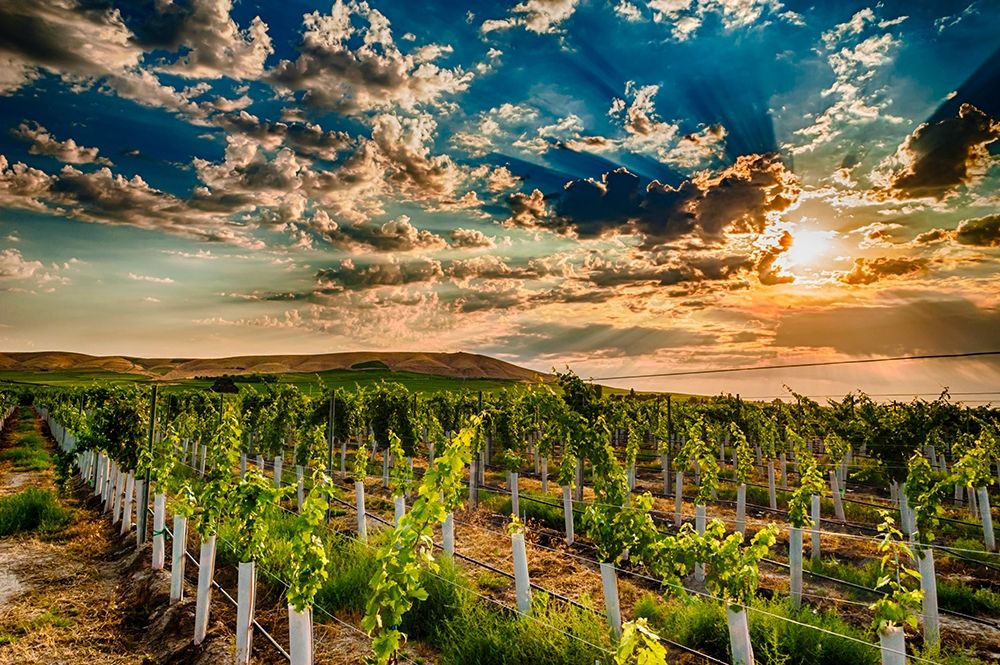 Washington State-Yakima Valley Sunrise on a Red Mountain vineyard